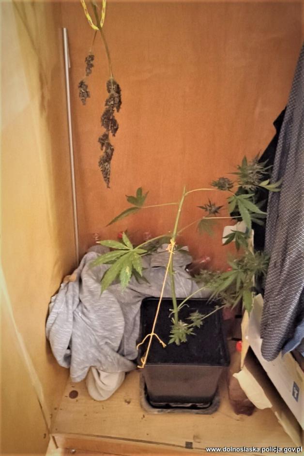 Jeśli palisz na ulicy, nie hoduj w domu. Tato z córką już to wiedzą